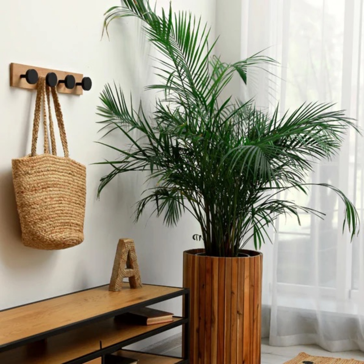 vaso alto per palma con foglie strette lunghe
