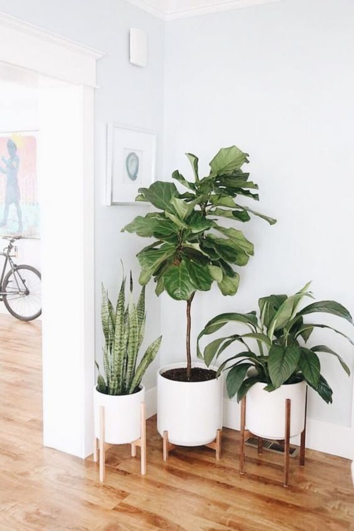 angolo soggiorno decorato con le piante regola del tre