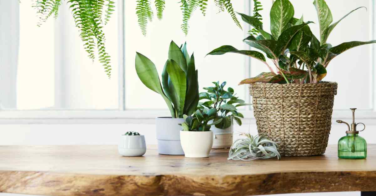 piante verdi da interno foglia larga