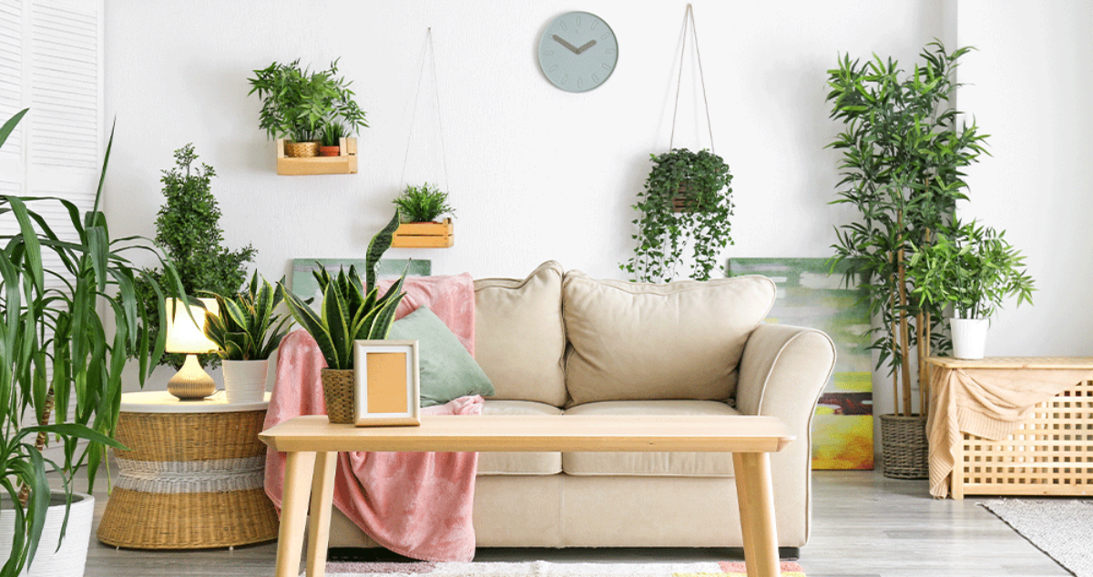 piante verdi da interno in soggiorno