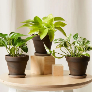 Piante verdi da interno: decorare con la regola del tre