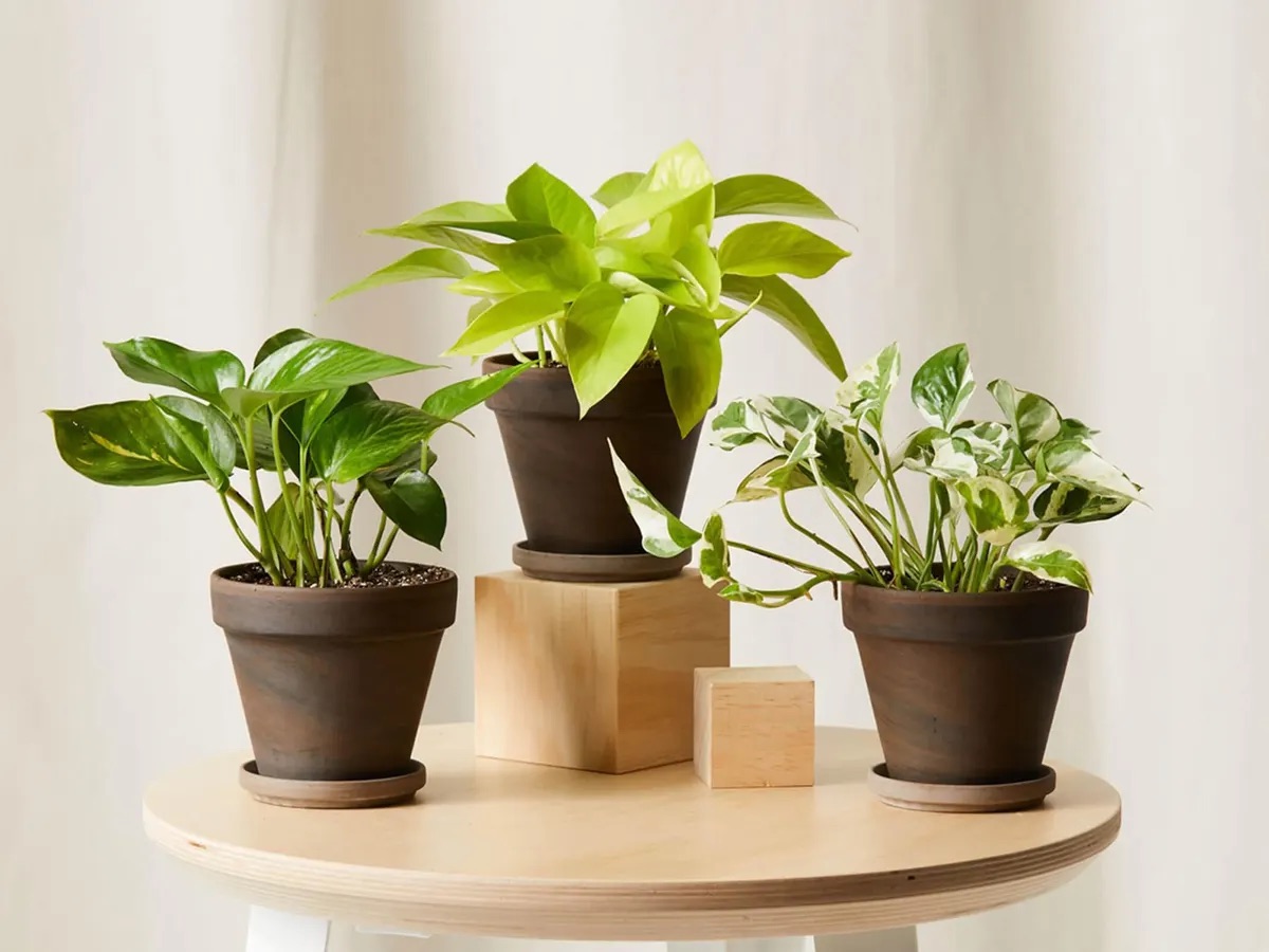 tavolino con tre vasi di piante