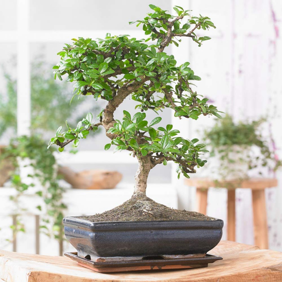 bonsai cinese elmo piccolo albero da interno