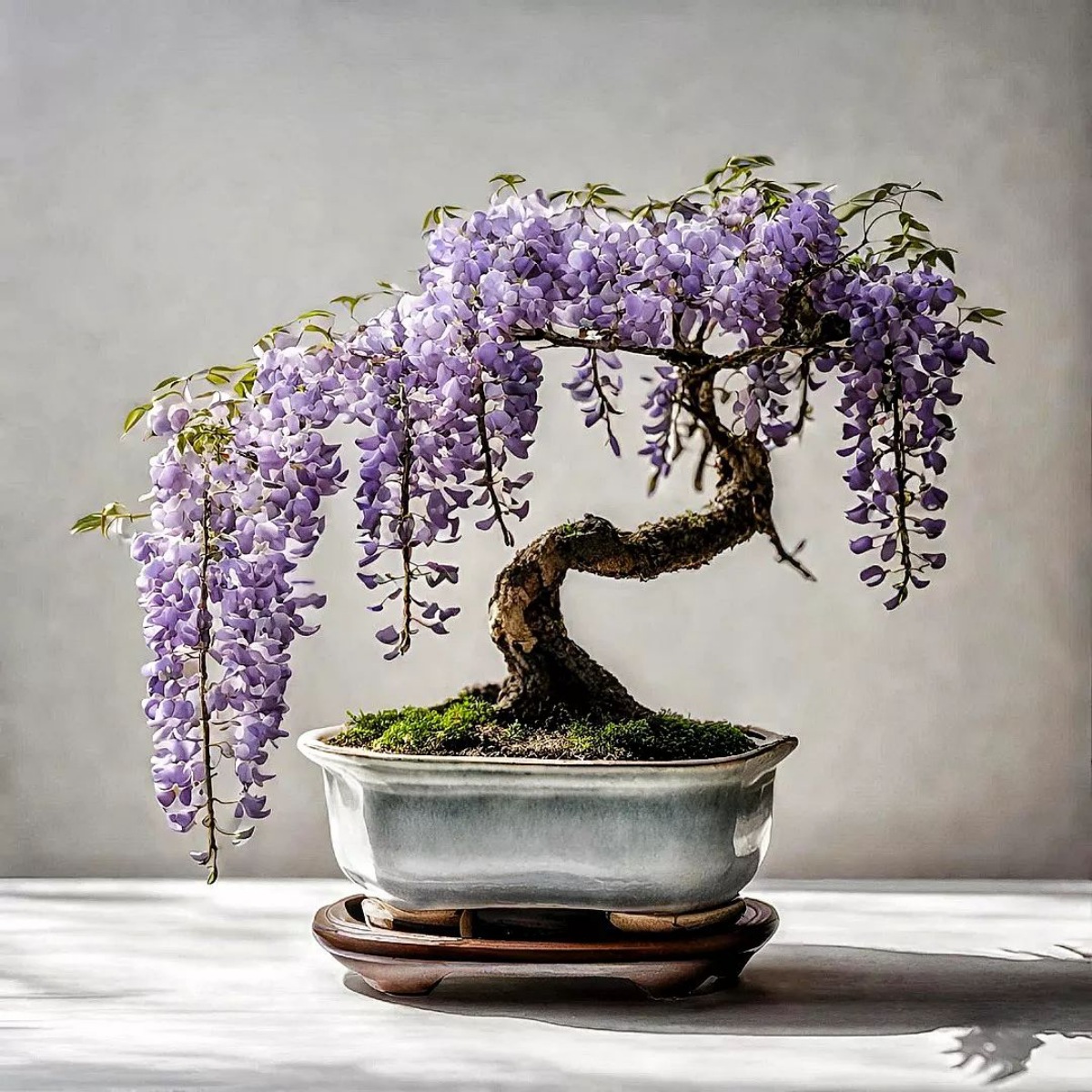 bonsai dalla foglia viola fioritura