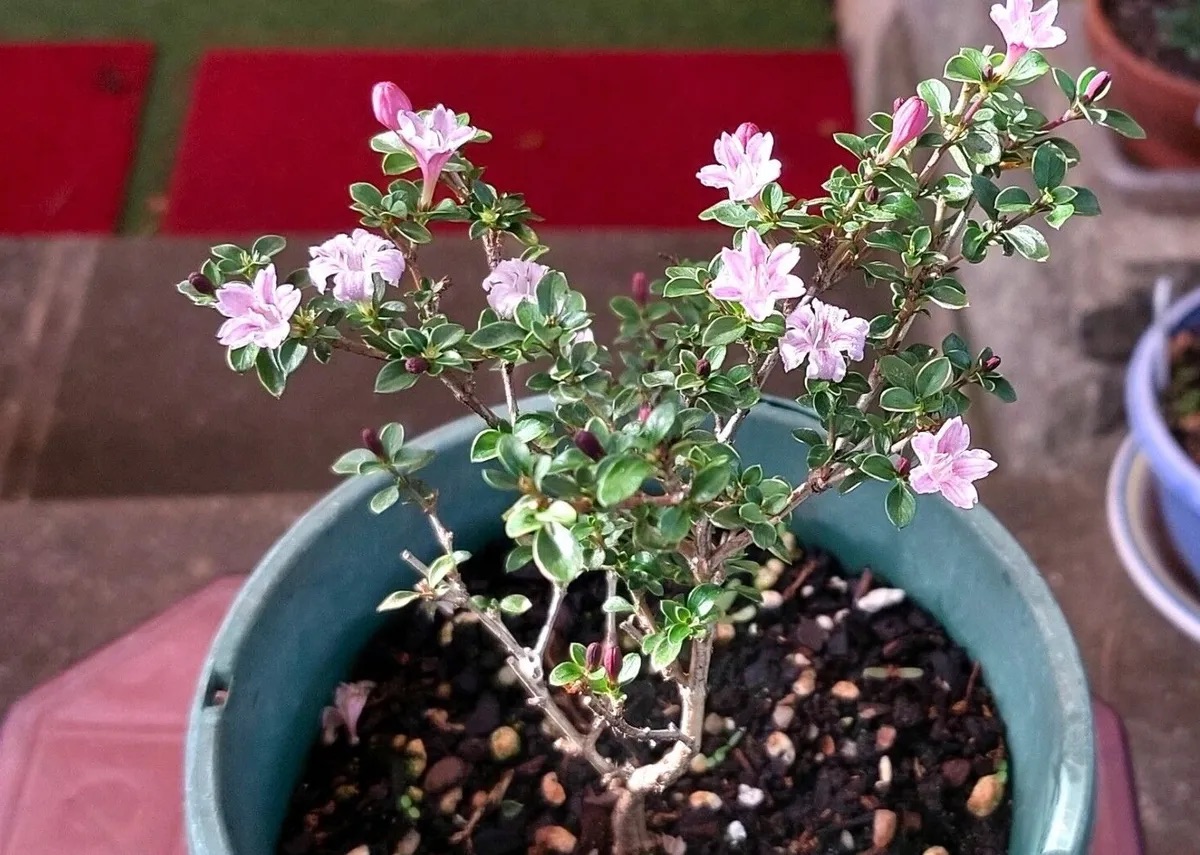 bonsai serissa rosa delle nevi