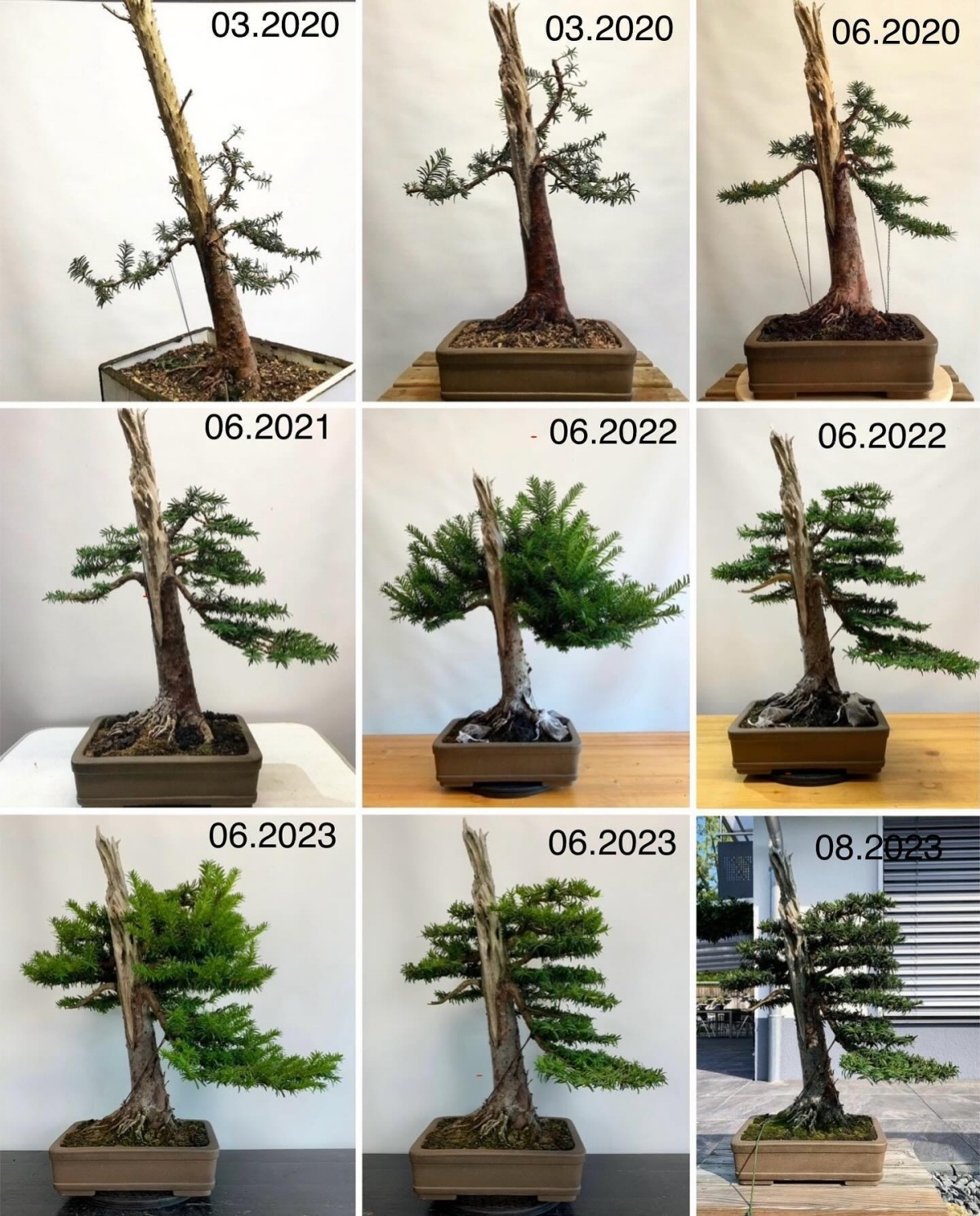 come cresce un bonsai in un anno