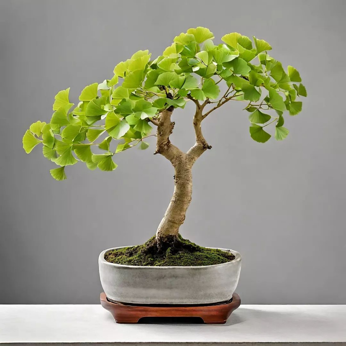 decorazione casa con bonsai