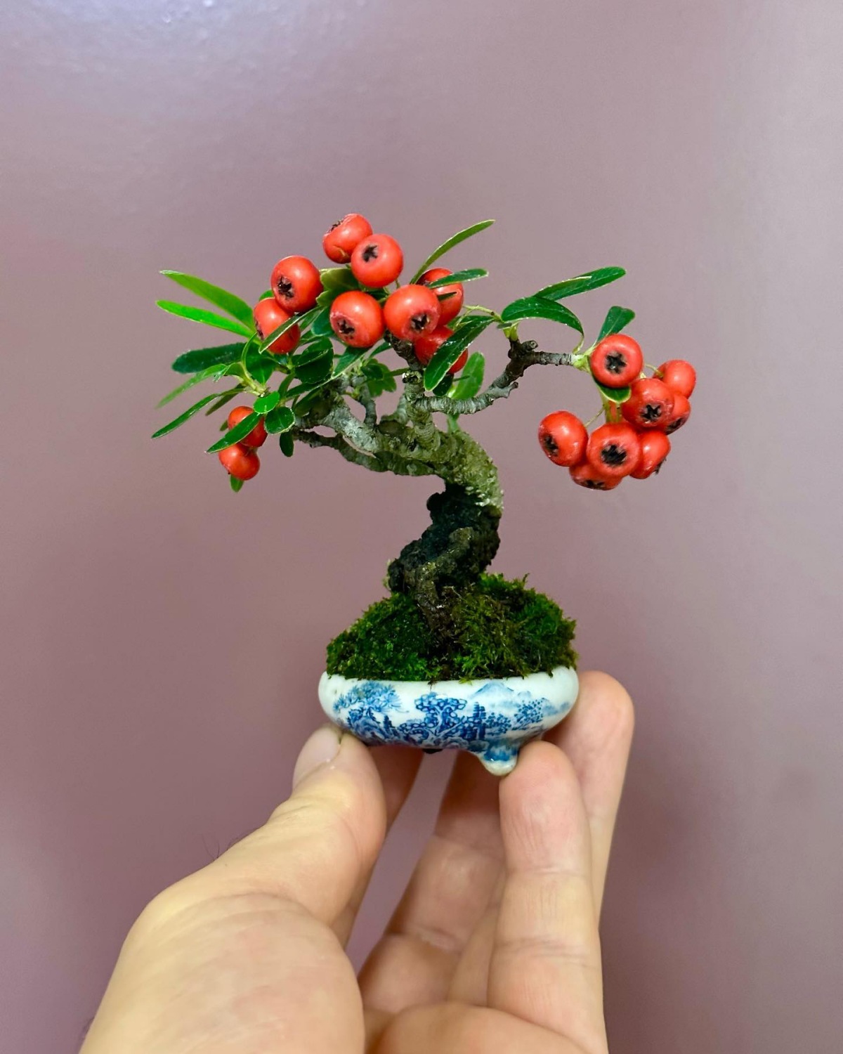 decorazione casa con piccoli bonsai frutti rossi