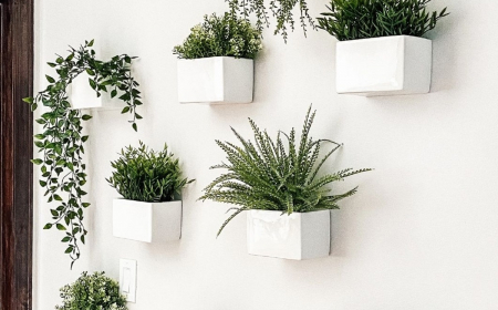 Piante medicinali: 5 piante da mettere su un davanzale soleggiato