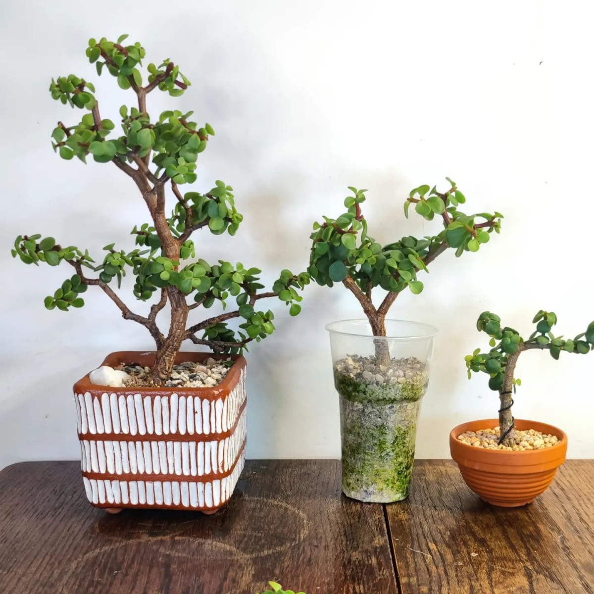piccoli bonsai cresciuti dal seme