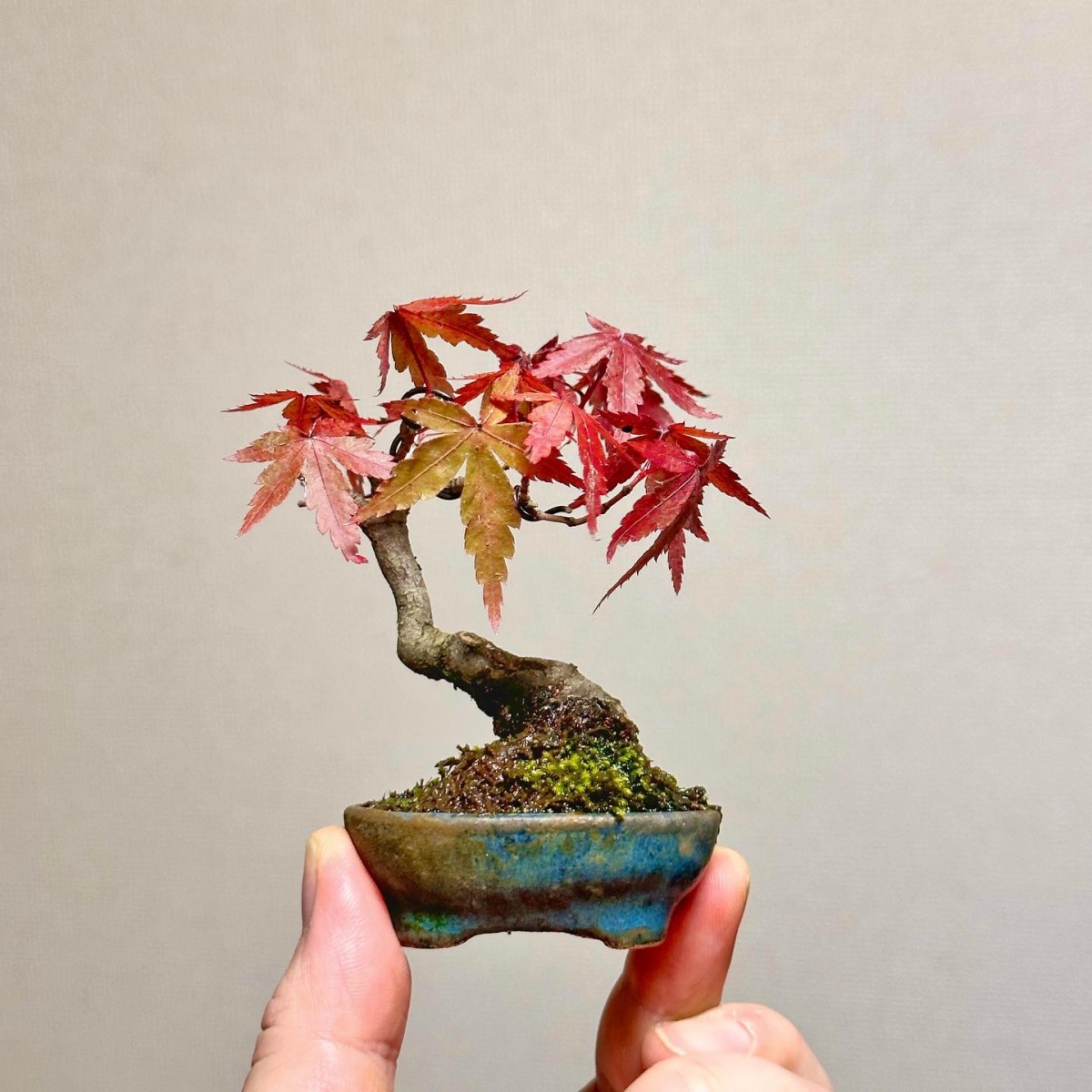 piccolo bonsai con foglie marroni