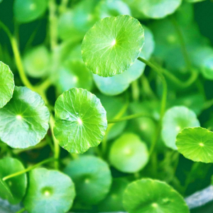 Centella asiatica: il tuo segreto di eterna giovinezza